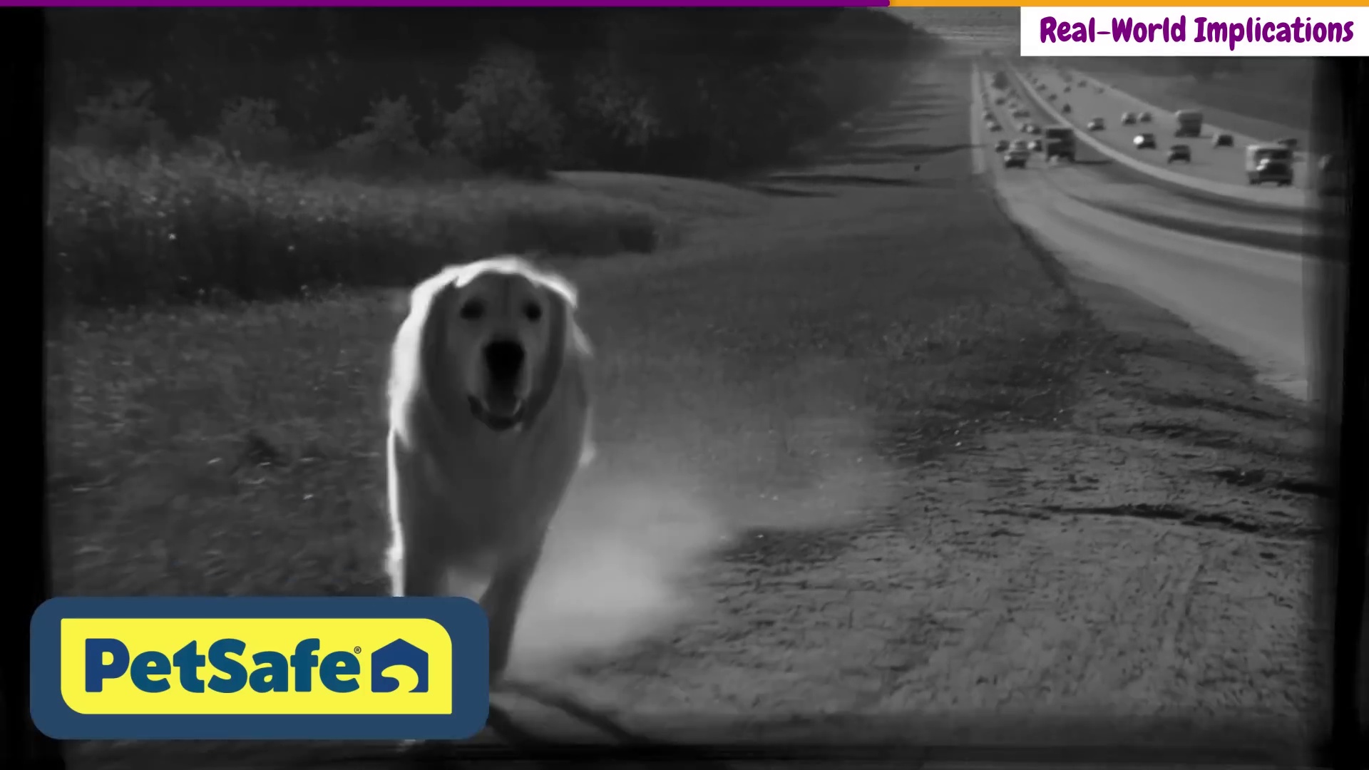 Dog running loose near a busy road illustrating the real-world safety risk of a GPS dog fence that fails to deliver boundary warnings