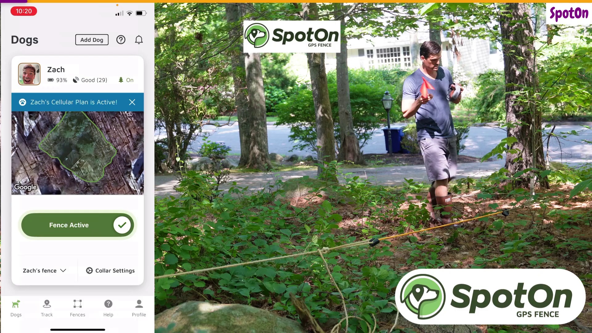 SpotOn app showing Fence Active with GPS boundary map alongside Zach walking the SpotOn Nova collar toward the boundary rope under tree cover