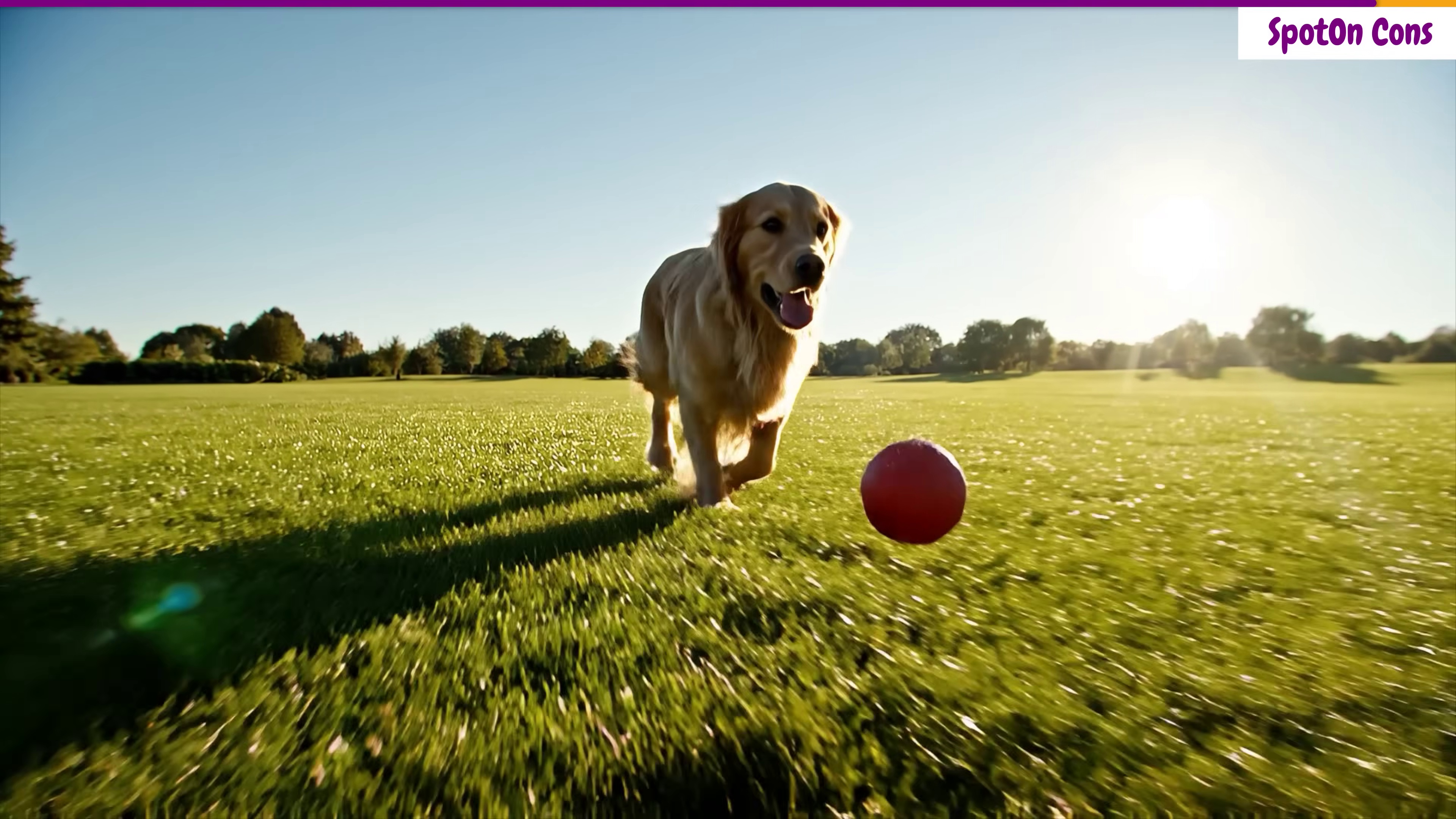 Golden retriever running freely in an open field — the kind of off-leash freedom a reliable GPS dog fence provides.