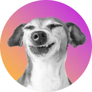 Dog with scrunched face