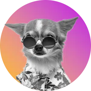 Cool cat dog