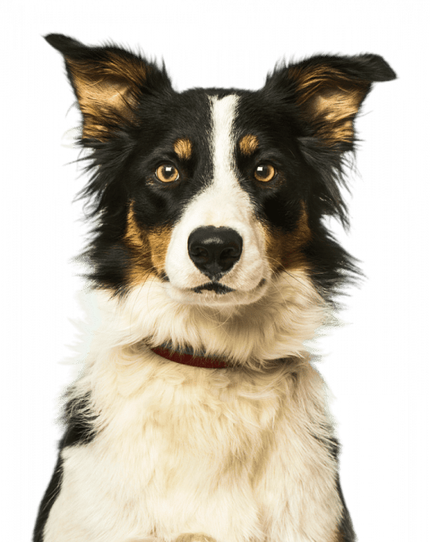 Border Collie portrait
