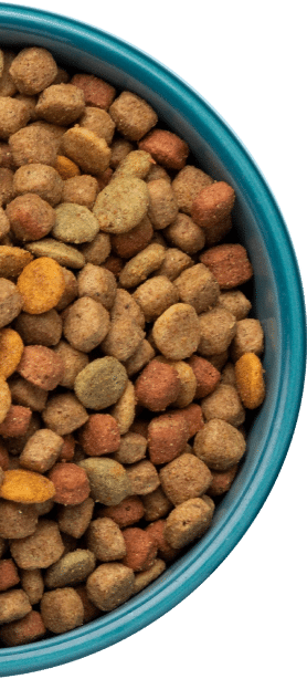 Fresh dog food in a bowl