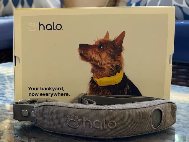 Halo Collar 5