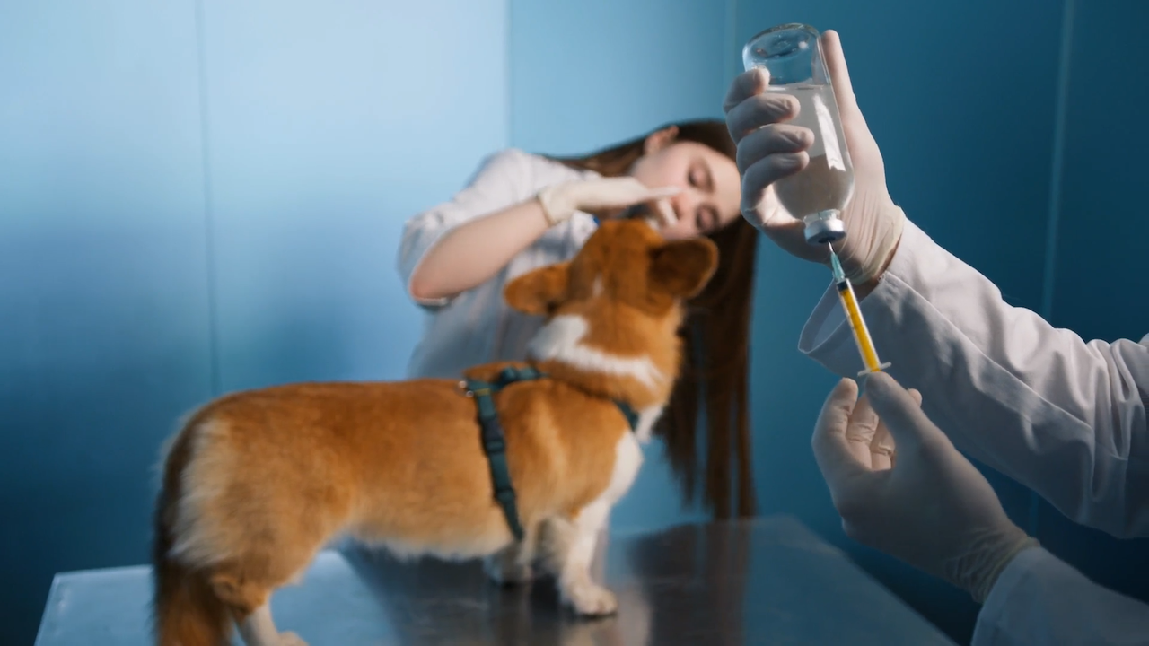 Dog care and health