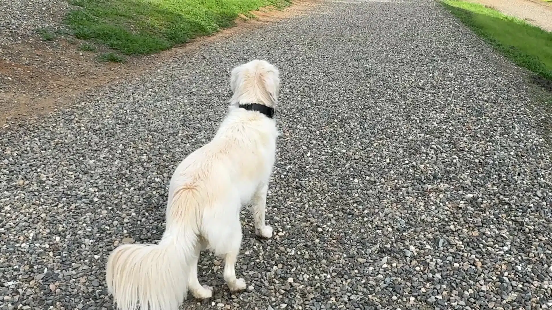 Dog with SpotOn GPS fence collar roaming freely on a large rural property