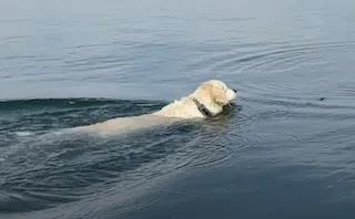 Kona swimming with SpotOn.