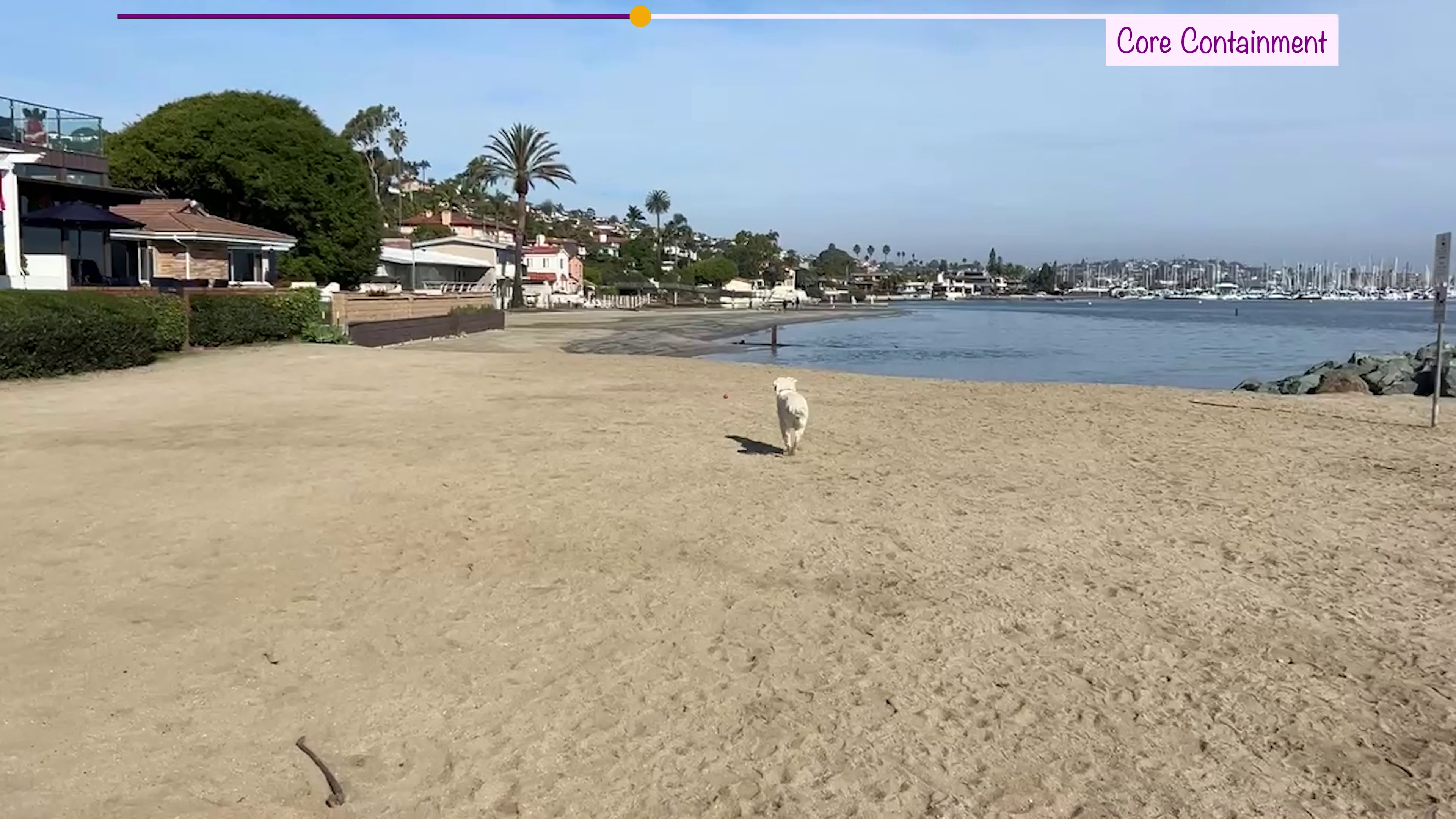 Kona running freely on the beach while wearing the SpotOn GPS dog fence collar during real-world testing