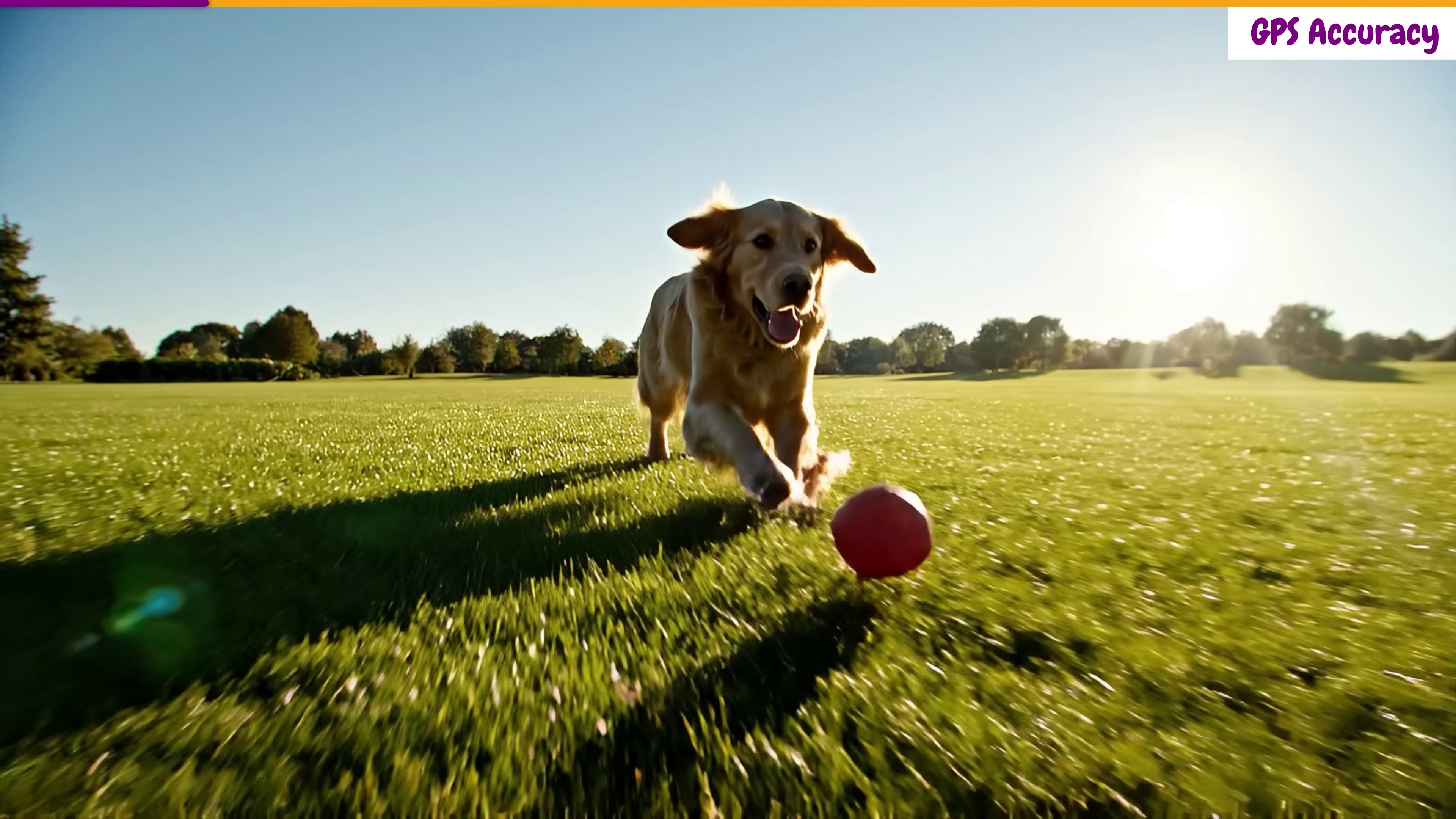 Golden retriever running freely across an open yard — GPS fence accuracy determines how close to the boundary a dog gets before the collar fires a correction