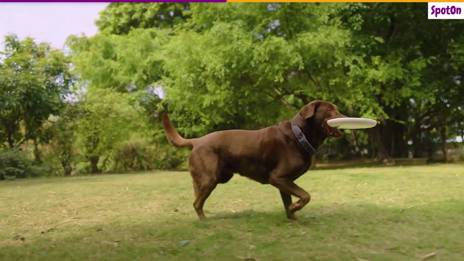 Dog wearing SpotOn GPS fence collar running freely with a frisbee in an open yard — reliable boundary containment allows off-leash freedom