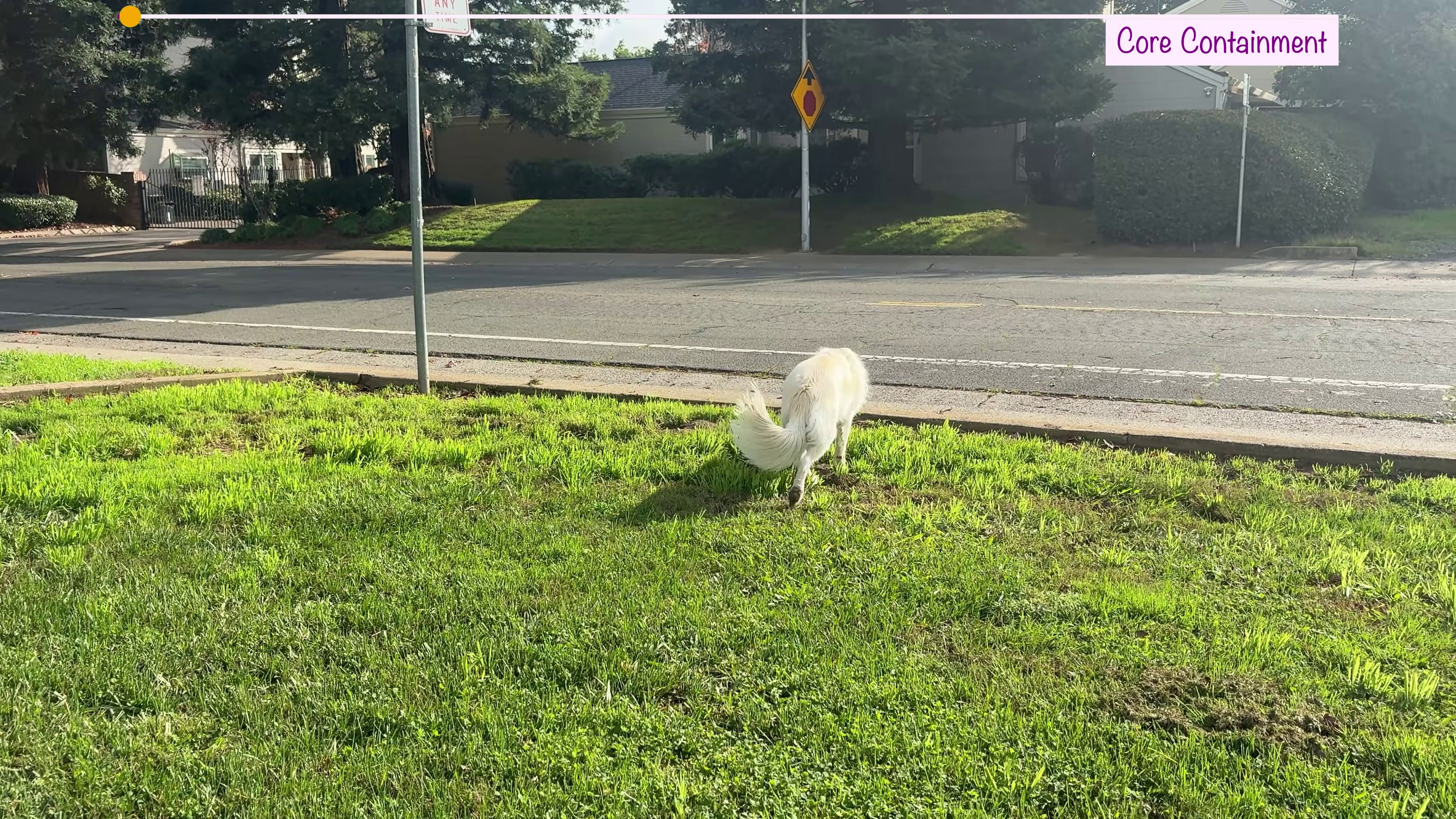 Dog approaching a road near the boundary of a GPS dog fence — illustrating why boundary accuracy matters for safety